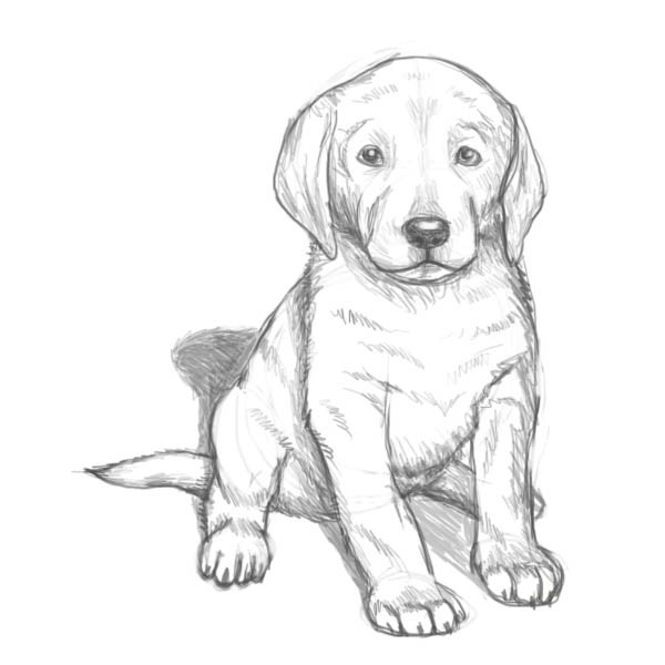 Рисунок карандашом на год Собаки 2018