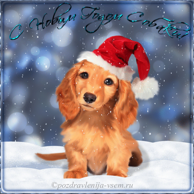 Красивые открытки на Новый год Собаки 2018: прикольные фото и картинки