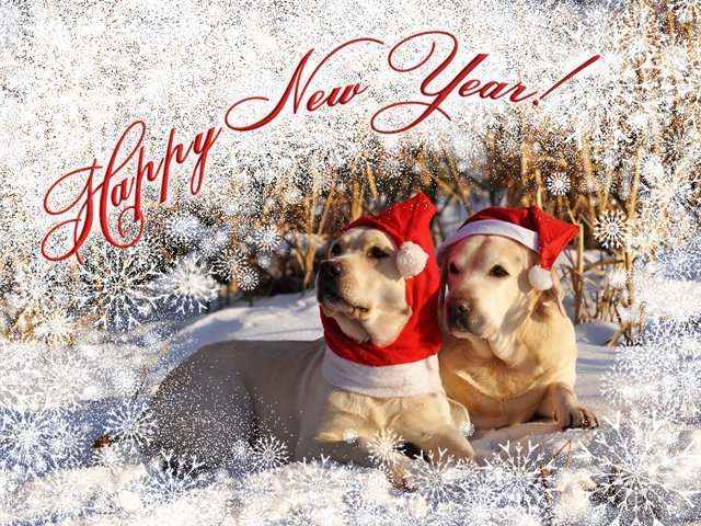 Красивые открытки на Новый год Собаки 2018: прикольные фото и картинки